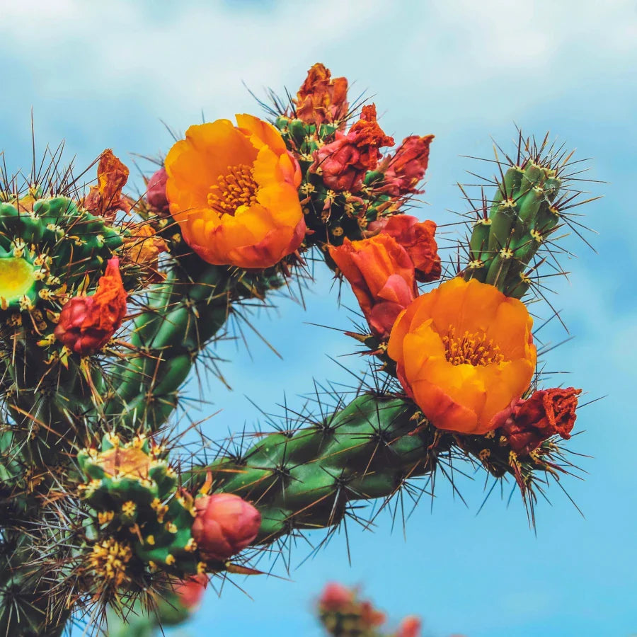 Baja Cactus Blossom Beeswax Candle