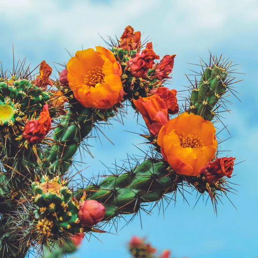 Baja Cactus Blossom Beeswax Candle